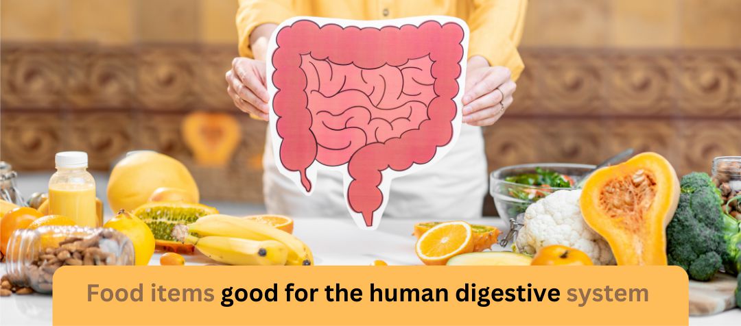 What Food Items are Good for The Human Digestive System